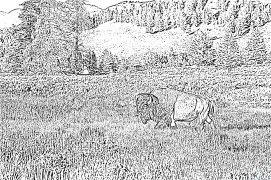 bisontes excellentique Coloring Pages To Print